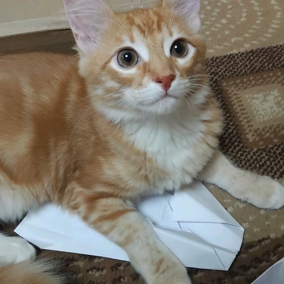 Аватар автора