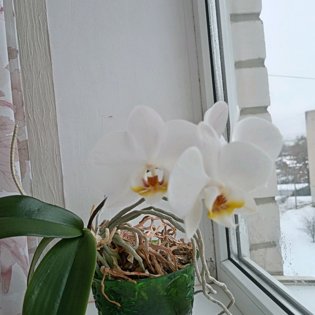 Иконка канала Растения 🌱