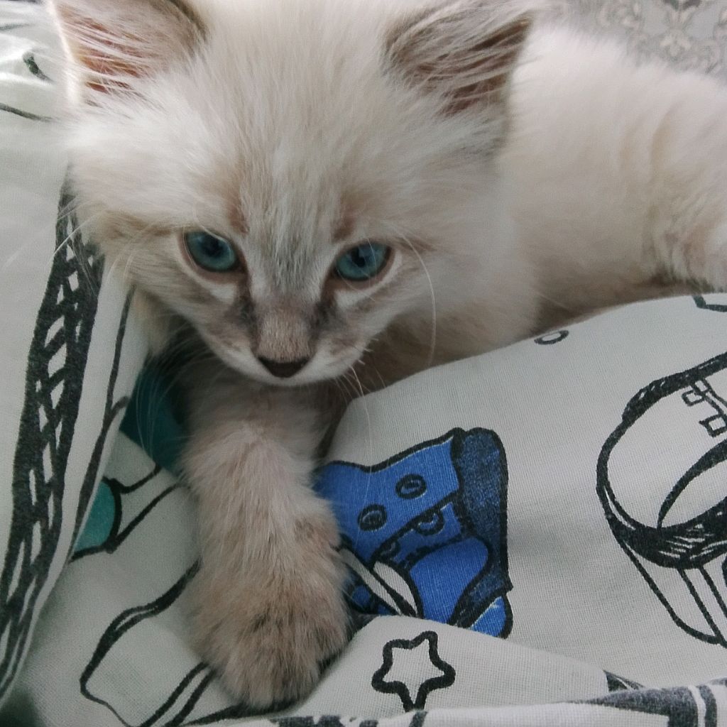 Аватар автора