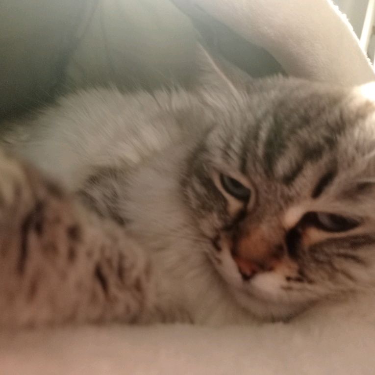 Иконка канала Кошка Муса (◉⁠‿⁠◉)