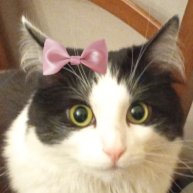 Иконка канала Кот 🐱