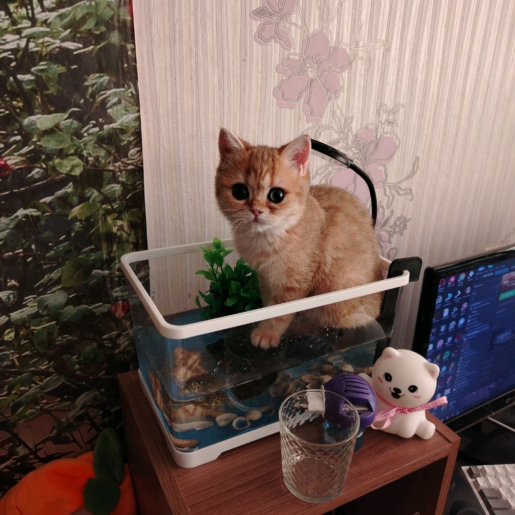 Иконка канала Я котик 😊