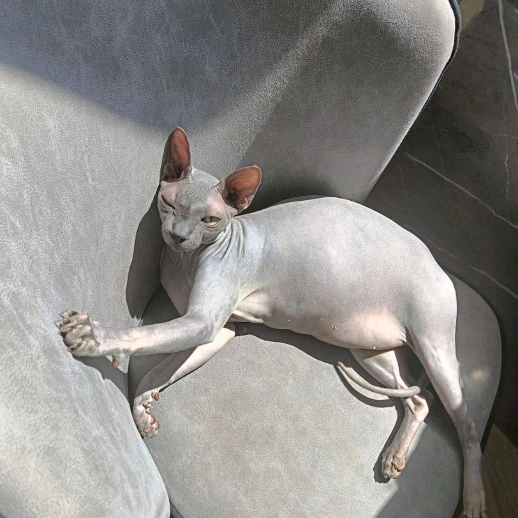 Иконка канала MEGACAT