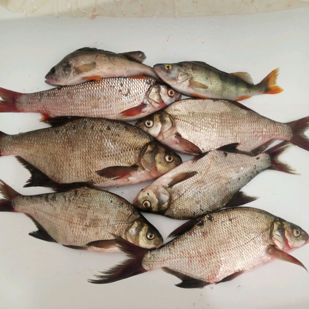 Иконка канала В Поисках Рыбы