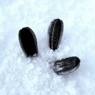 Иконка канала Семечки с сахаром