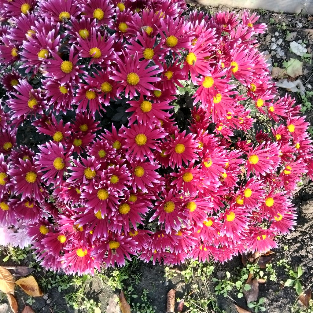 Иконка канала Цветы Для Дома И Сада