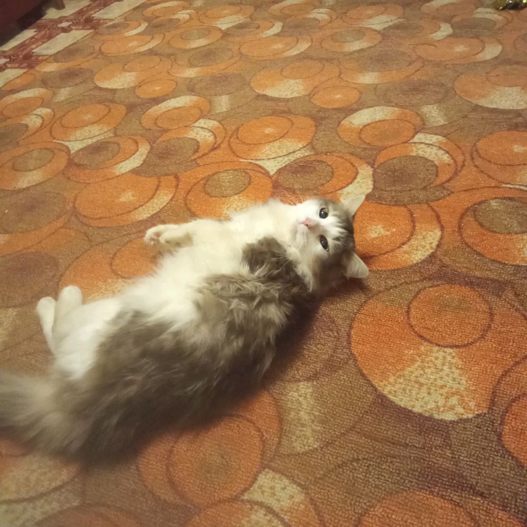 Аватар автора