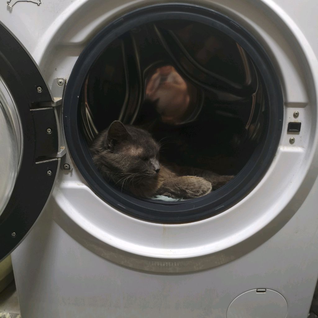 Иконка канала Catz_show