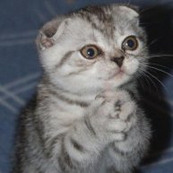 Иконка канала всё ЯСНО и ПОНЯТНО"