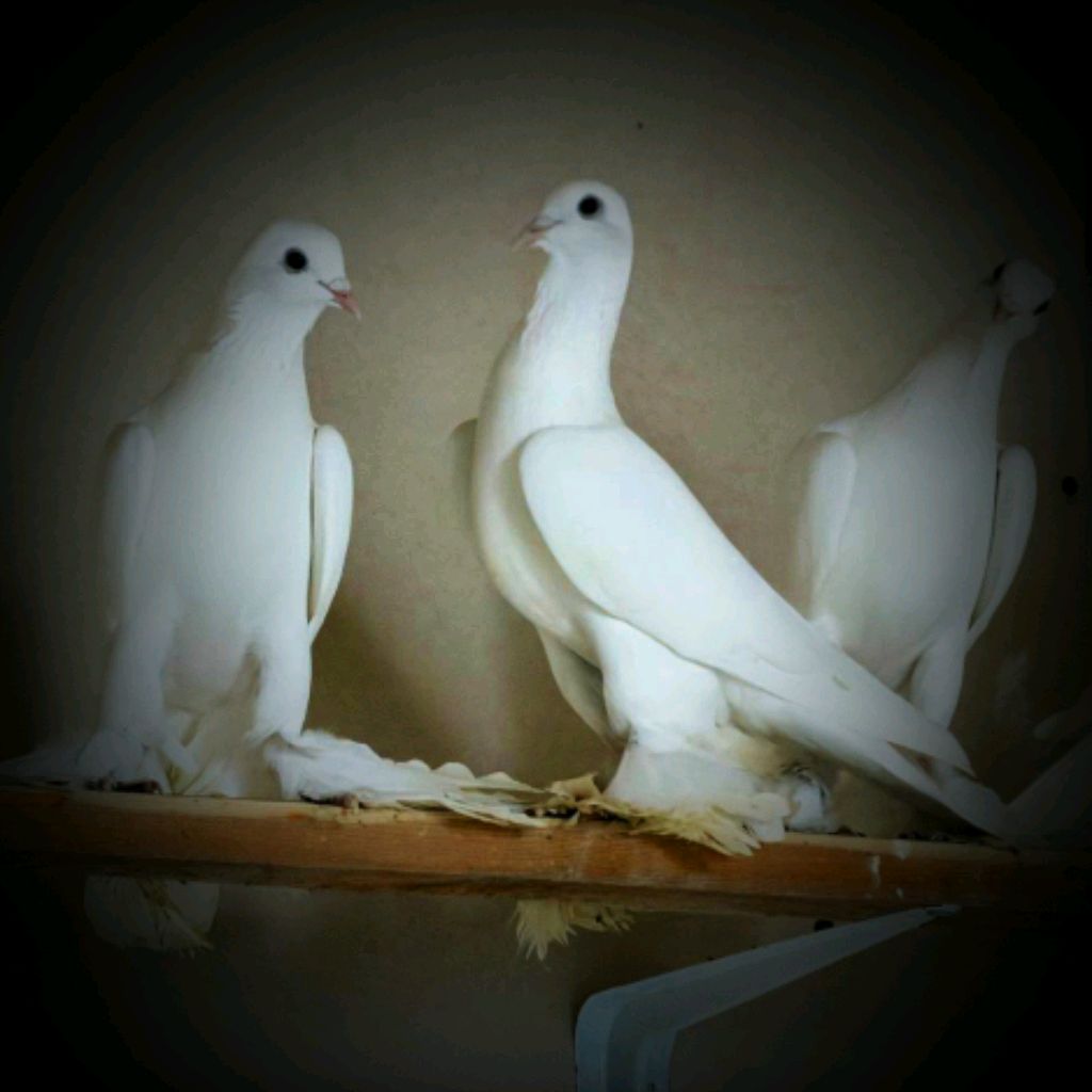 Иконка канала Жемчужны Небес