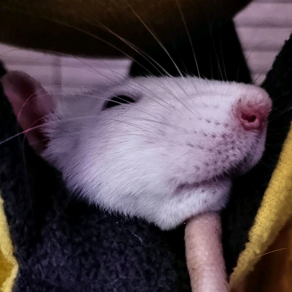 Иконка канала Kratten | Rat's Real Life