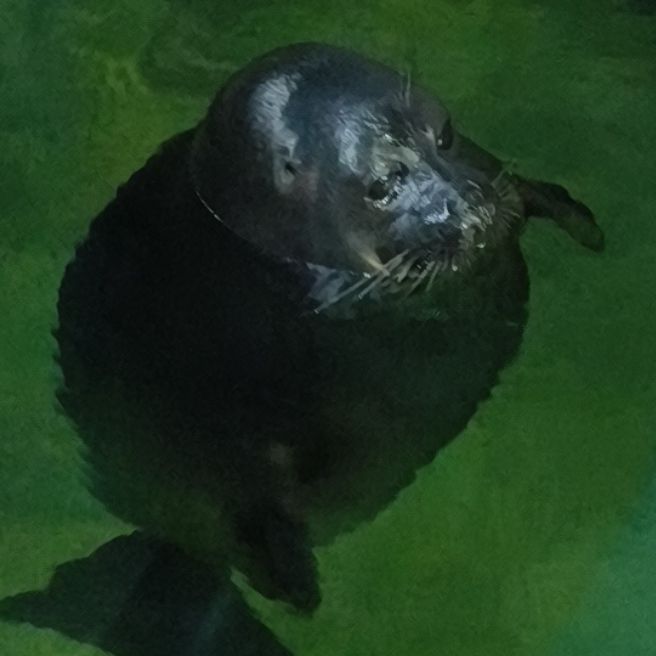 Иконка канала Dadadarina