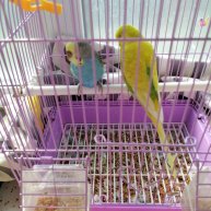 Иконка канала Попугаи^^стор