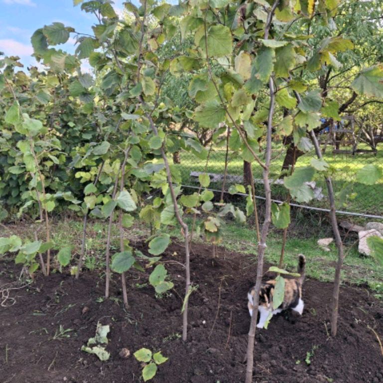 Иконка канала Фундук Трапезунд. Крым