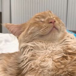 Иконка канала ТИХОНЯ