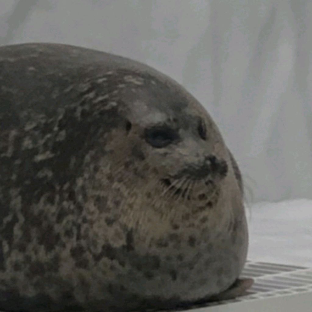 Иконка канала Тюлень