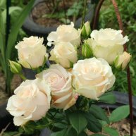 Иконка канала Сад Исцеляющая Сила Жизни