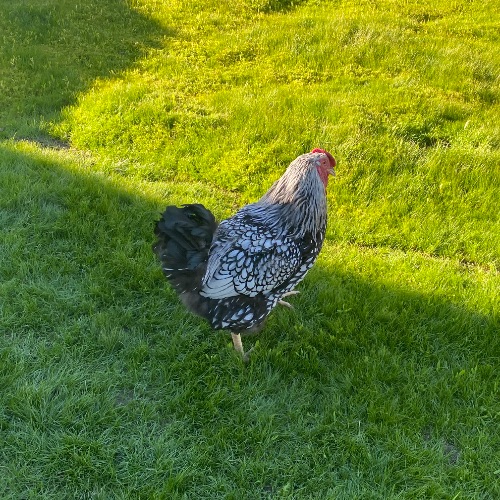 Иконка канала Птица Радость