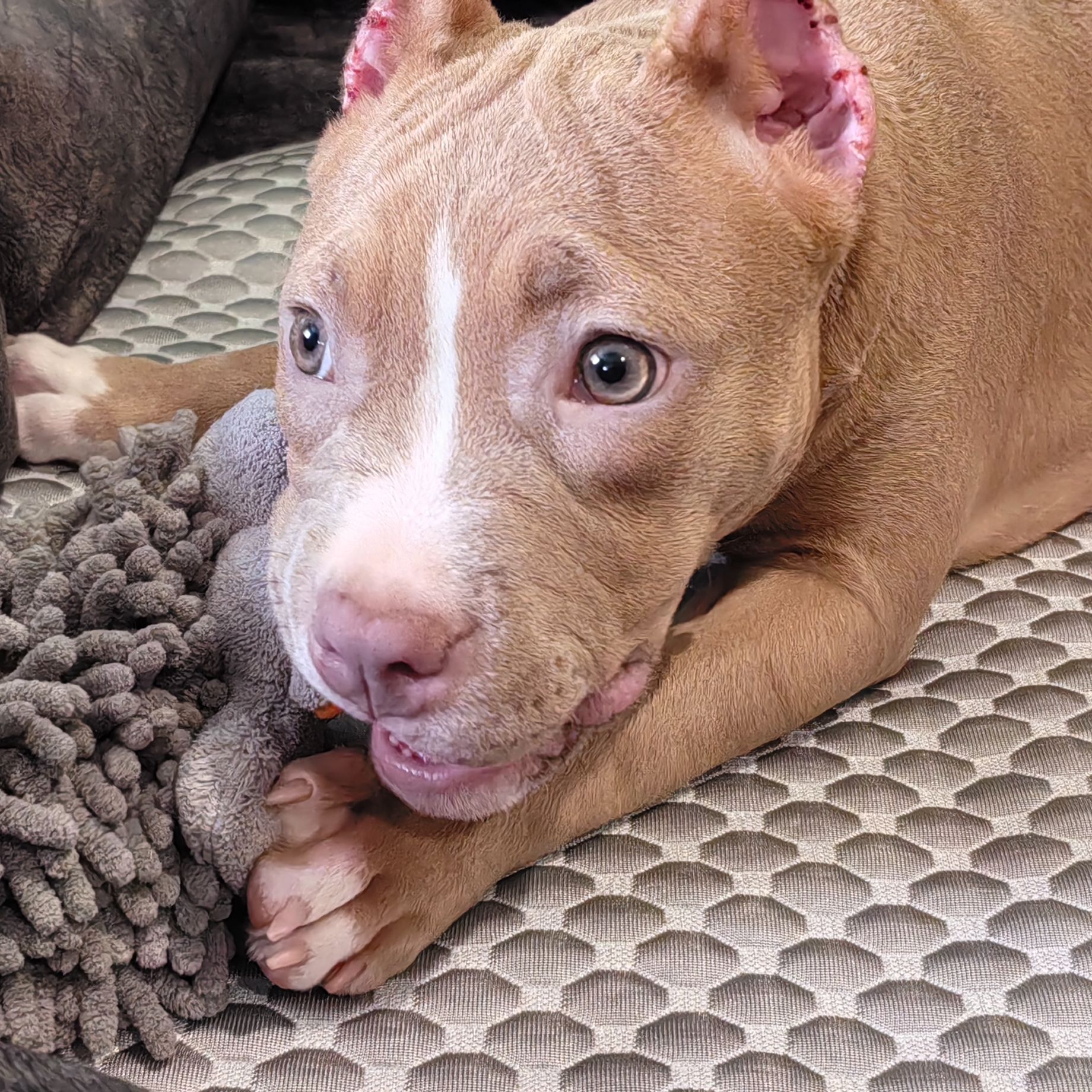 Иконка канала Булли Луна