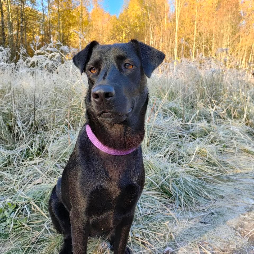 Иконка канала Bagira