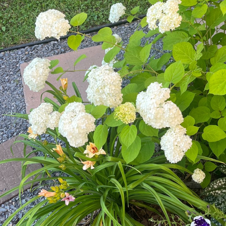 Иконка канала МойСадОгород