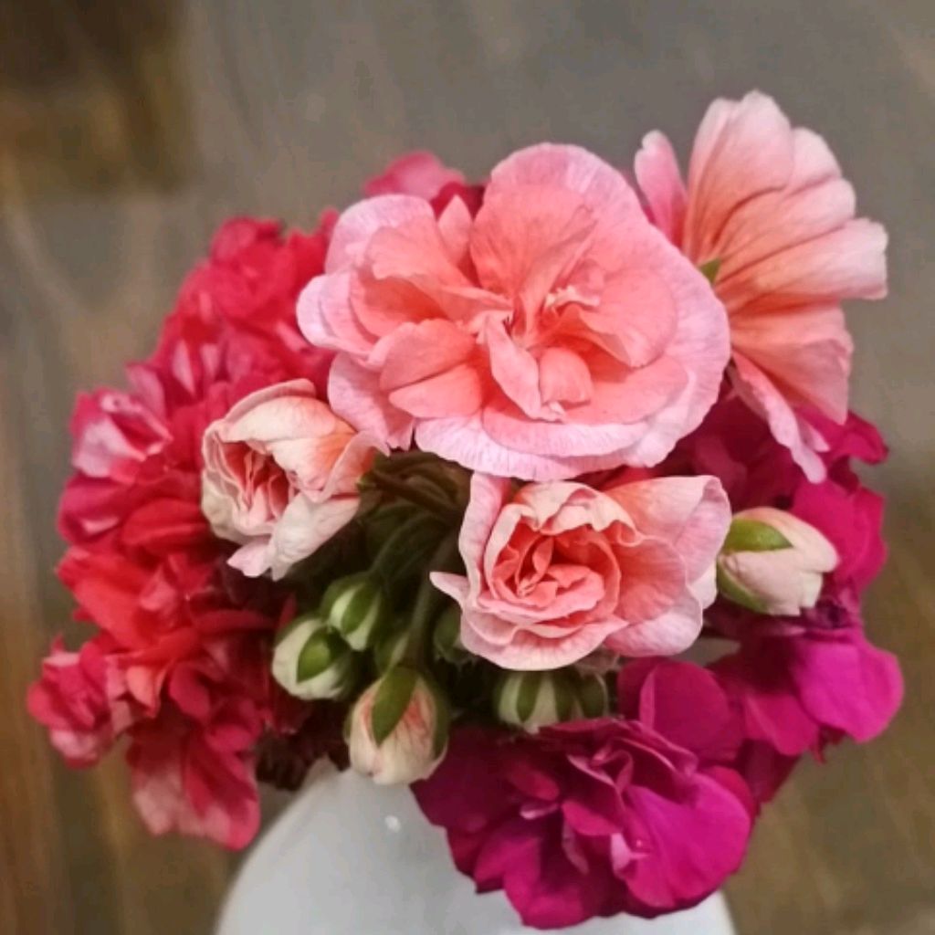 Иконка канала В гармонии с Пеларгонией!