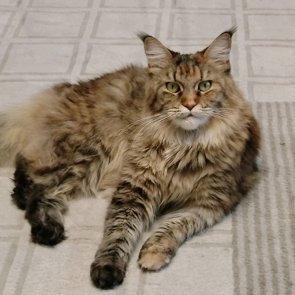 Аватар автора