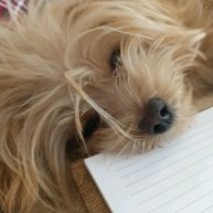 Иконка канала Polinariya и Artemed