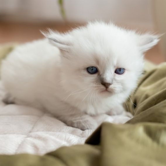 Аватар автора