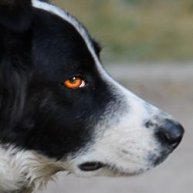 Иконка канала Студия "Кино лапой"