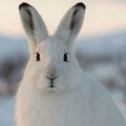 Иконка канала Заяц