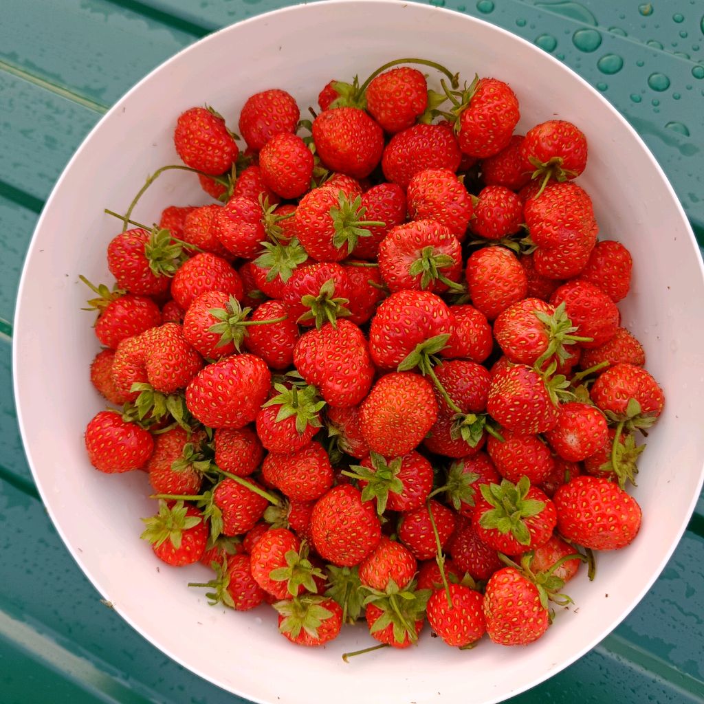 Иконка канала Ростим Клубнику