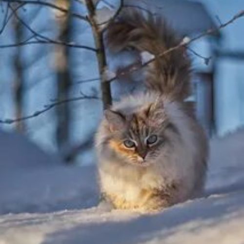 Аватар автора