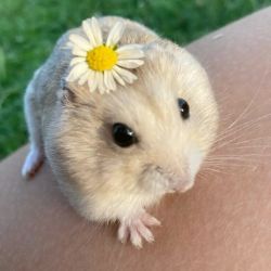 Иконка канала хомяк