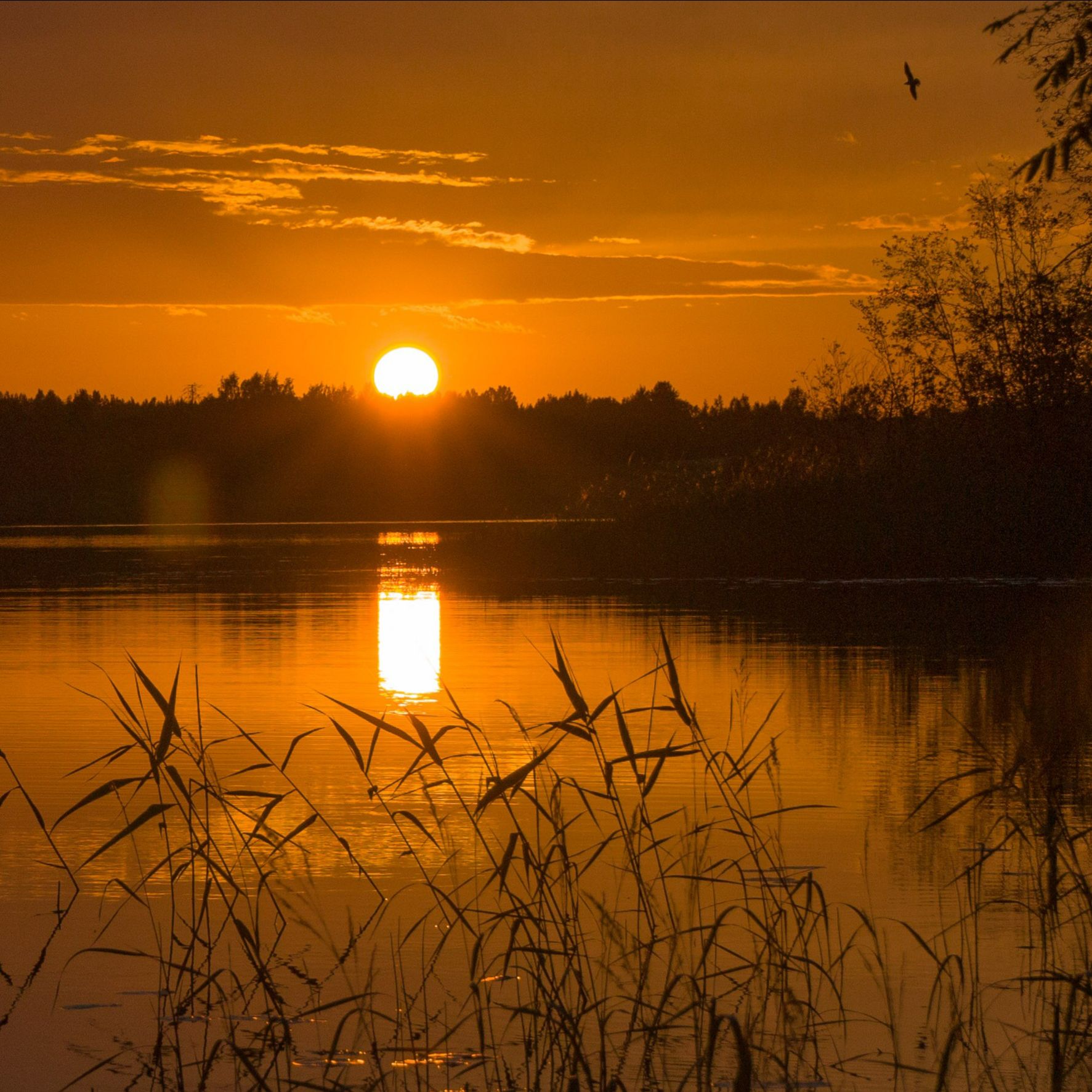 Иконка канала aviamig