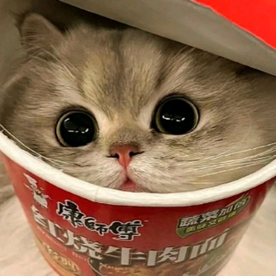 Иконка канала Анонимный кот😼