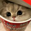 Иконка канала Анонимный кот😼