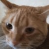 Иконка канала Даниил 🐱