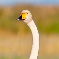 Иконка канала Открытая наука🦢🦌