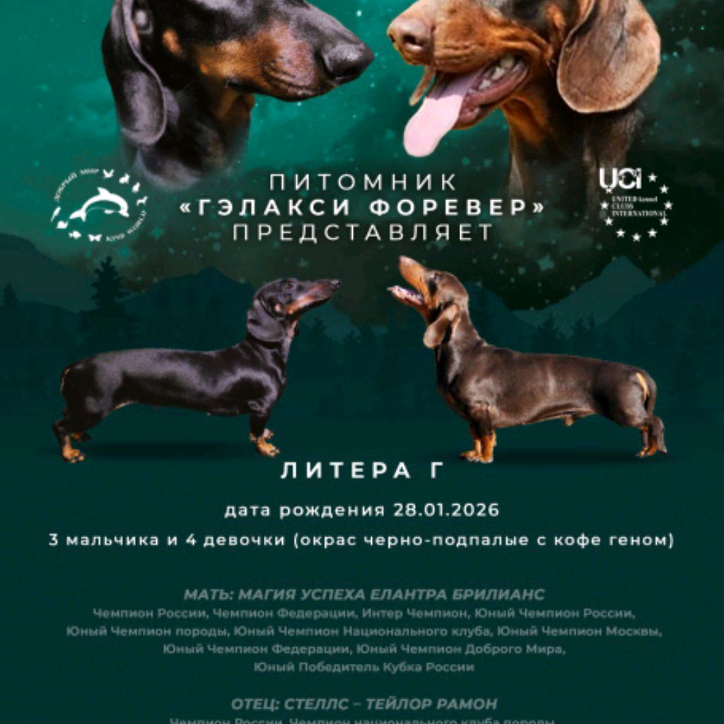 Иконка канала Dog kennel dachshund Galaxy Forever