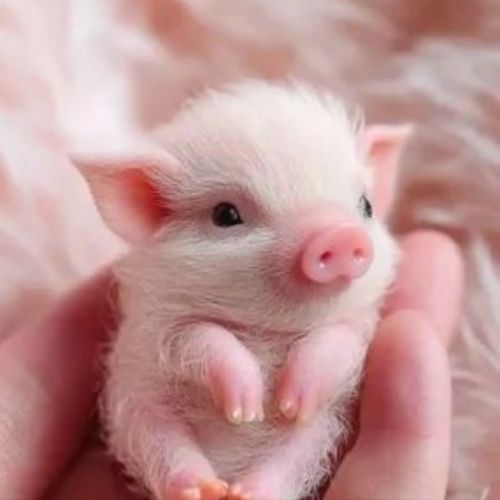 Иконка канала Хру-хруль