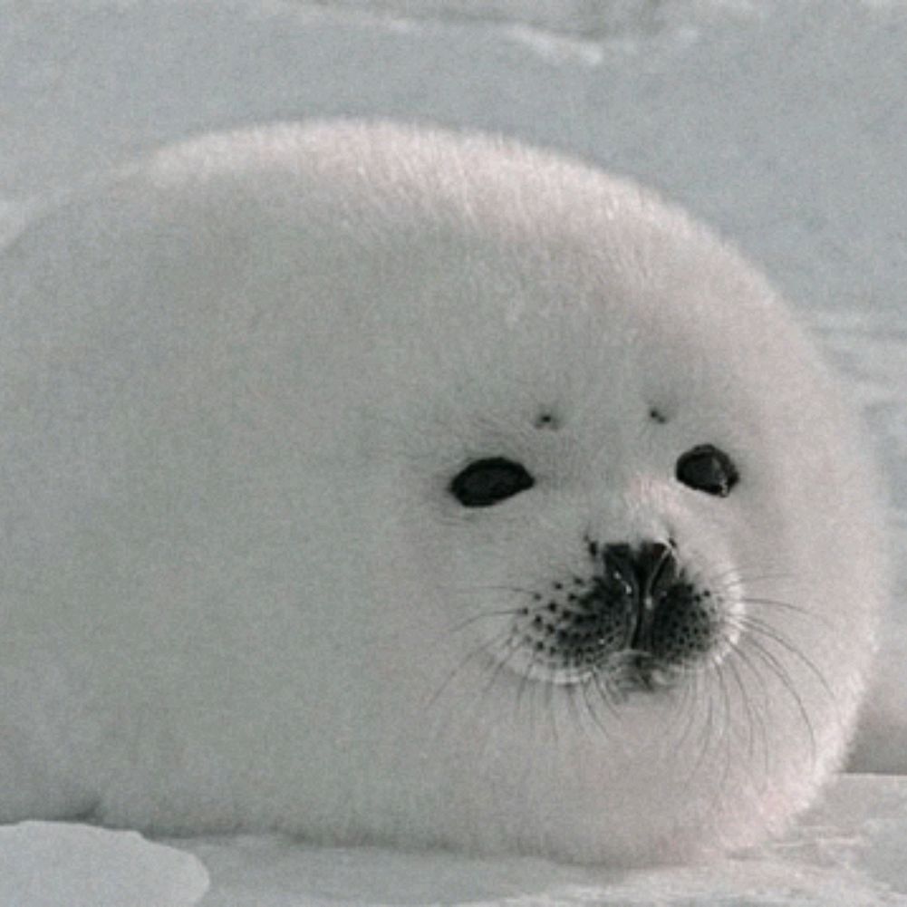 Иконка канала Seal