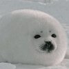 Иконка канала Seal