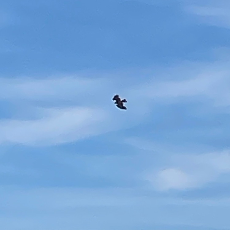 Иконка канала Sedikov