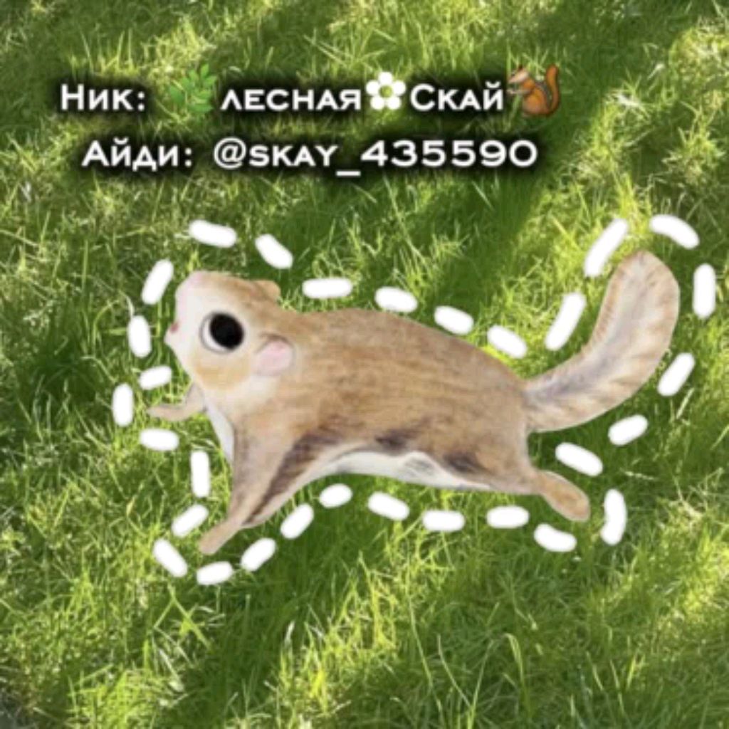 Аватар автора