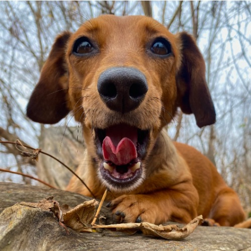 Иконка канала Сказки Леса