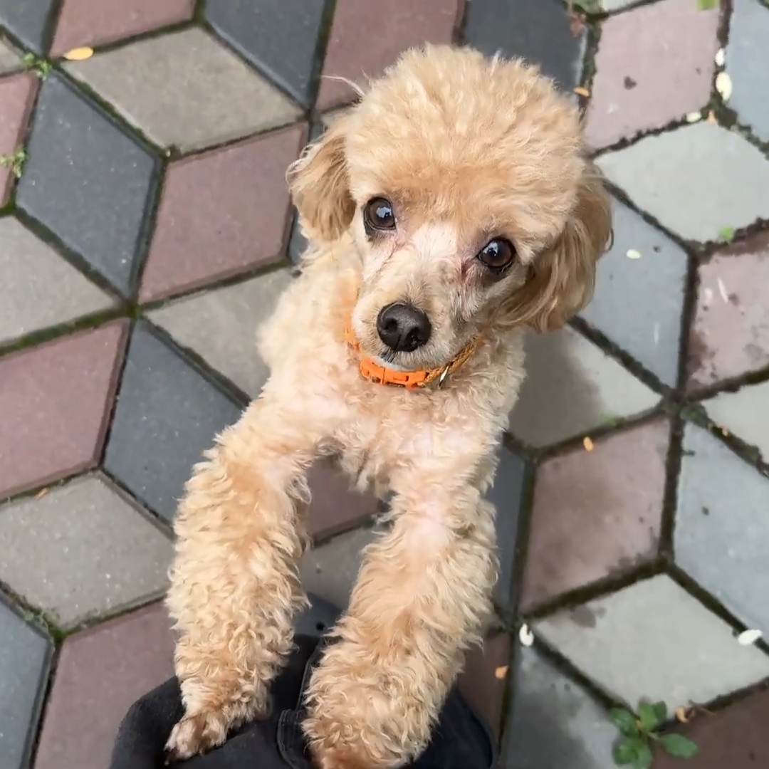 Иконка канала Чопа💕💜💚