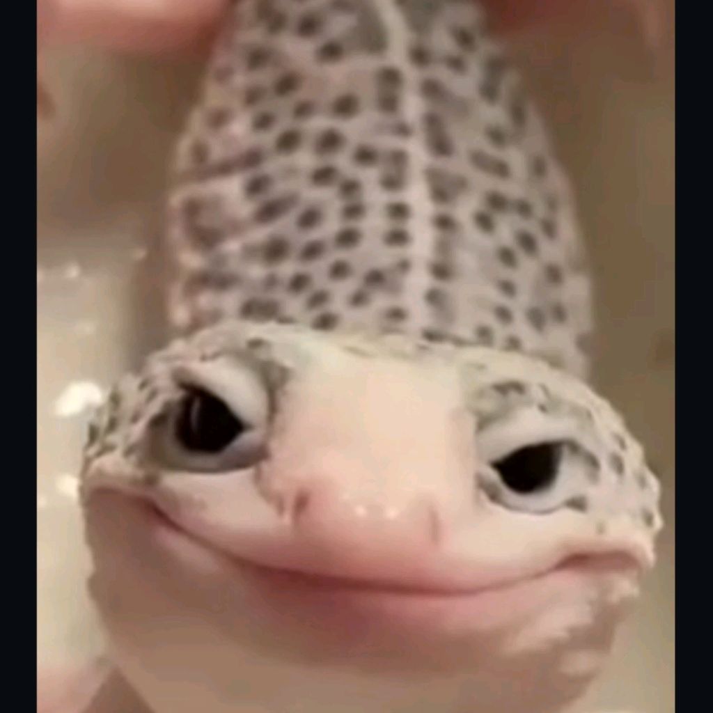 Иконка канала 🤎🧡ящерка (Хз Рк)🧡🤎