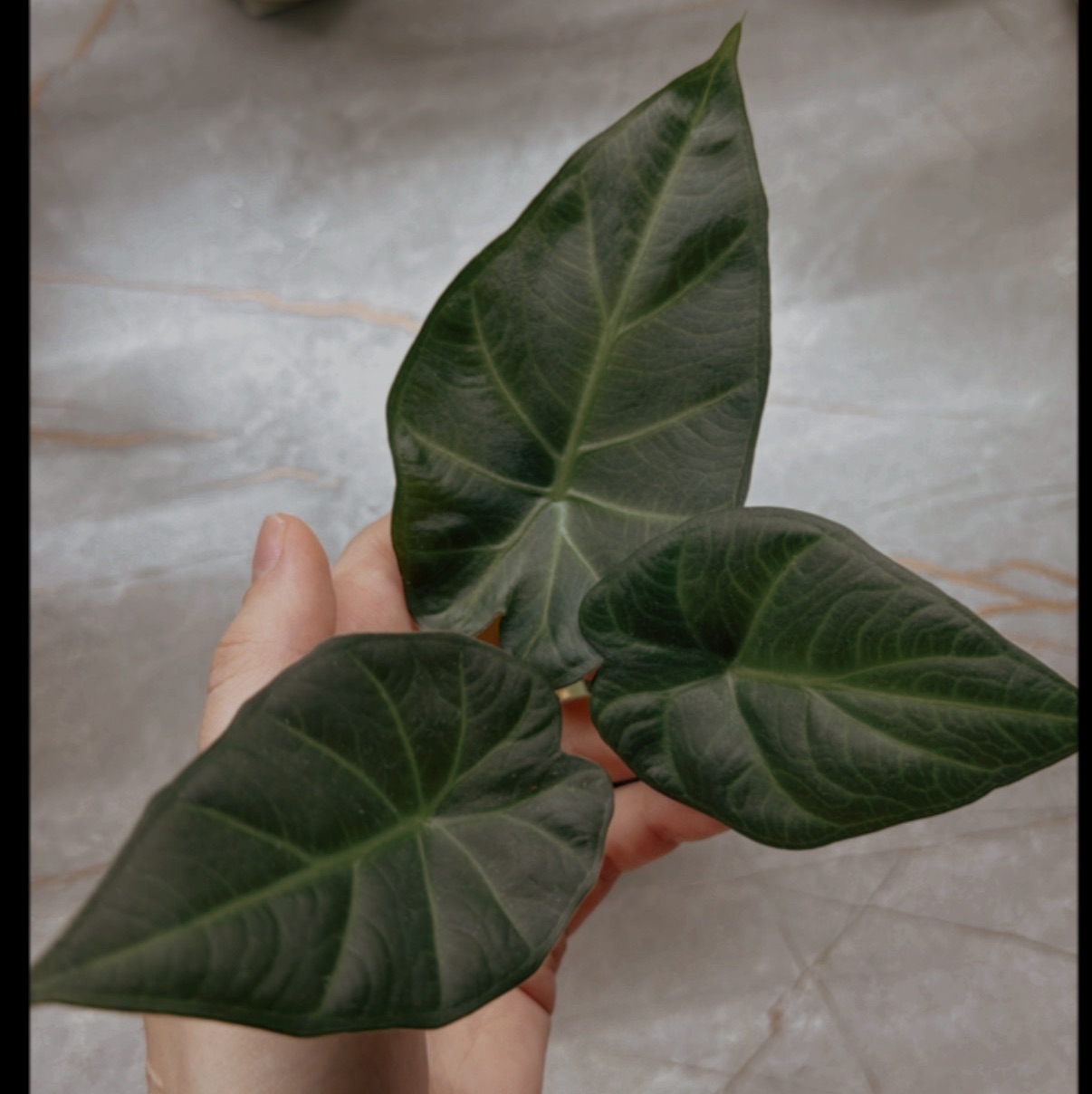 Иконка канала pro_listik