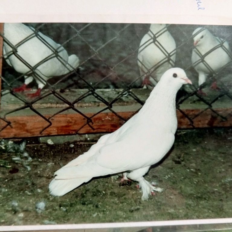 Иконка канала Голуби Бакинцы